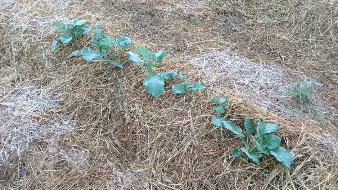 Gemüsebeet mit Vlies-Winterschutz abgedeckt