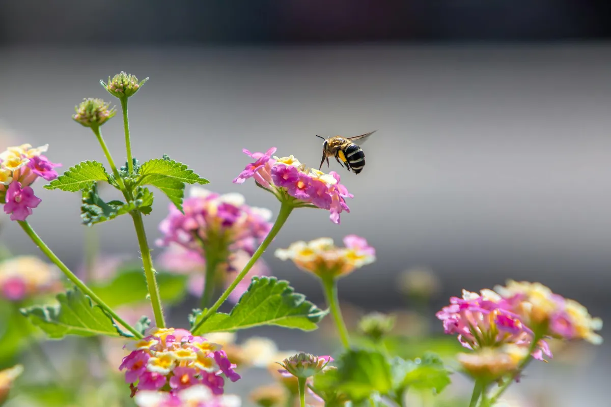 Biene auf einer Blüte im Gemüsegarten