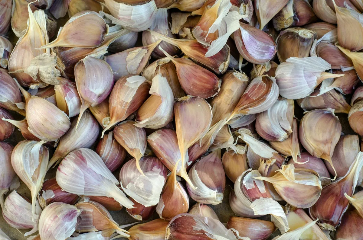 Knoblauchzehen werden im Oktober gepflanzt