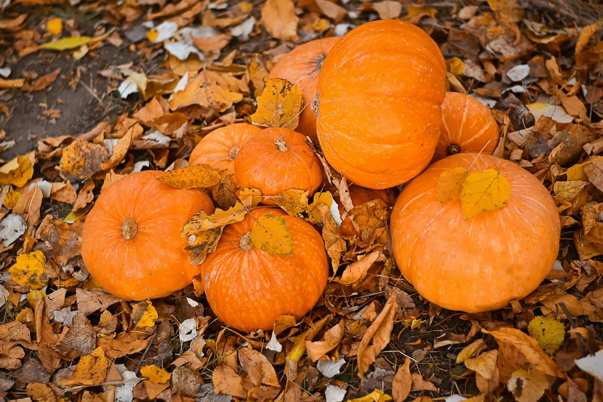 Kürbisernte und Lagerung im Oktober