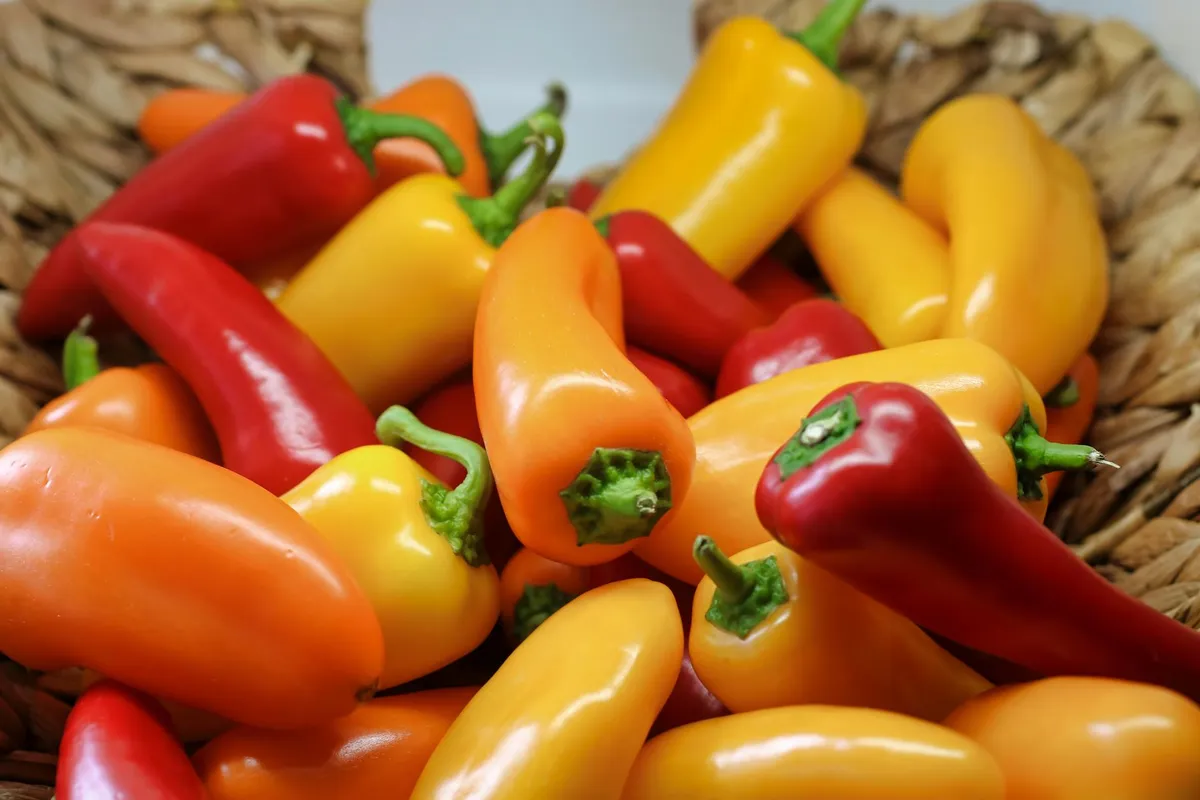Reife bunte Paprika wird geerntet