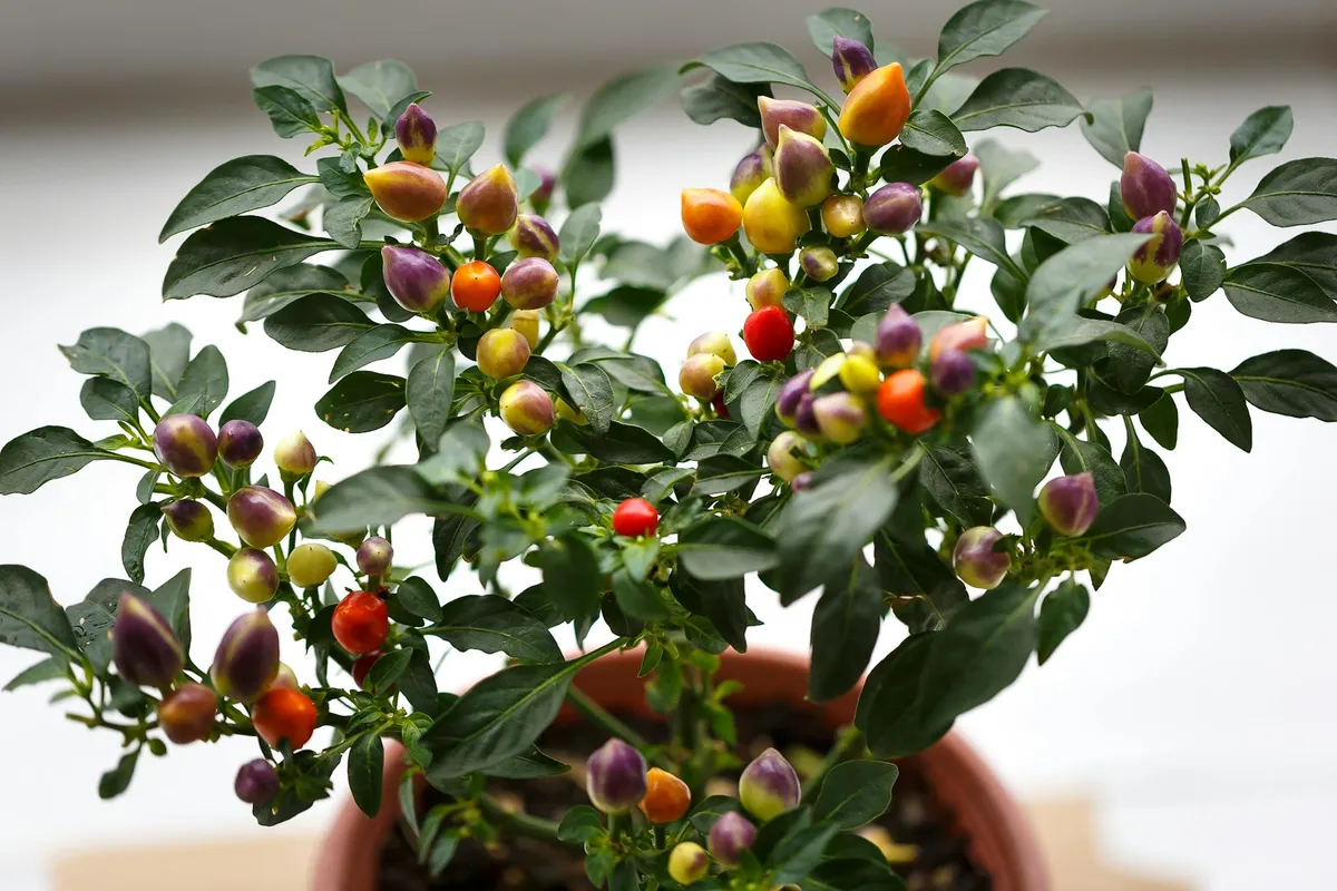 Paprika im Topf wird gepflegt und gegossen