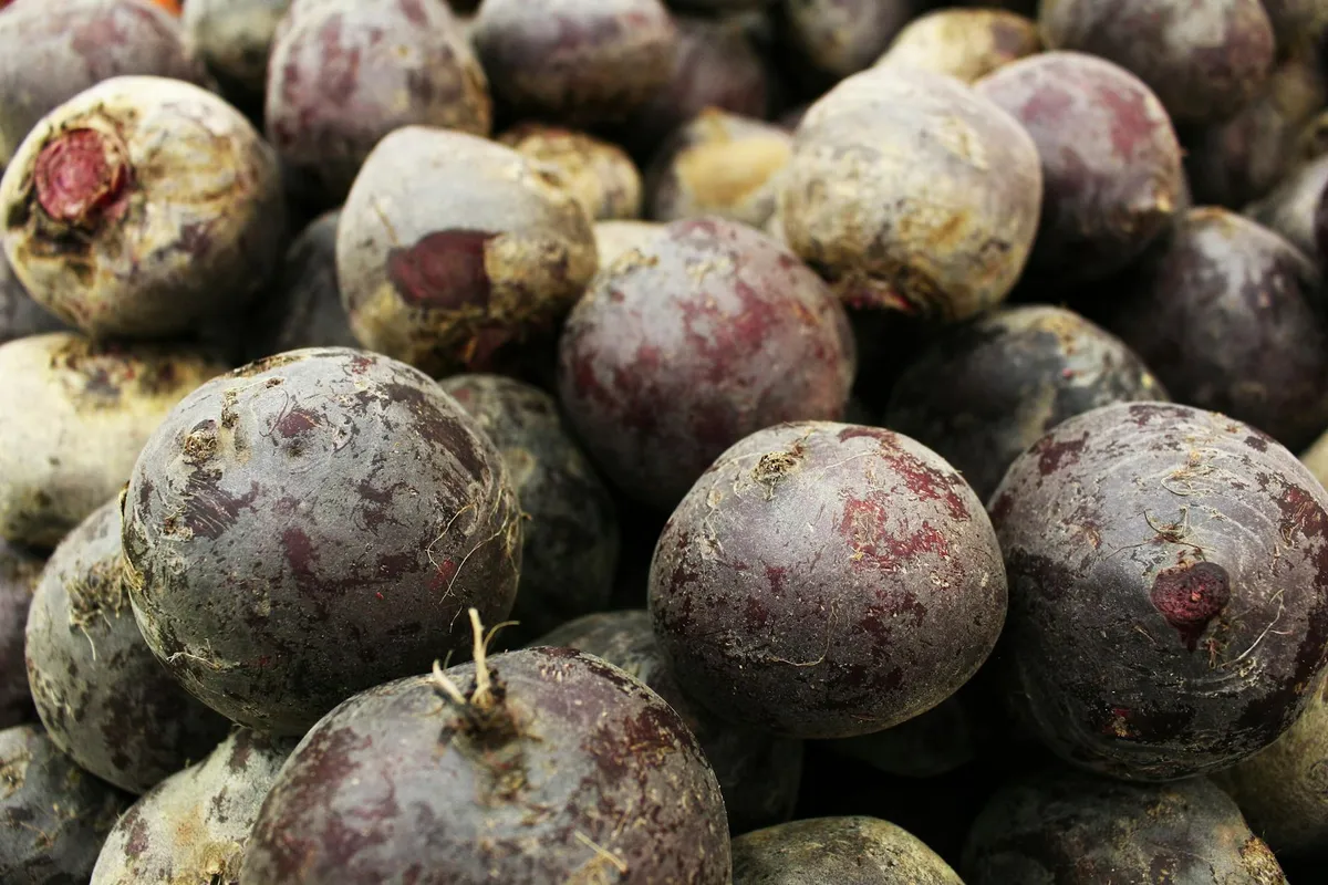Frisch geerntete Rote Bete mit Laub auf dem Boden