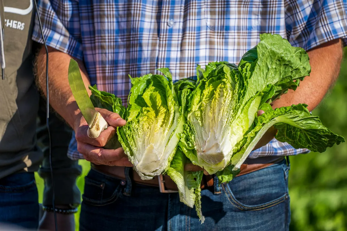 Salatköpfe wachsen in Reihen im Beet