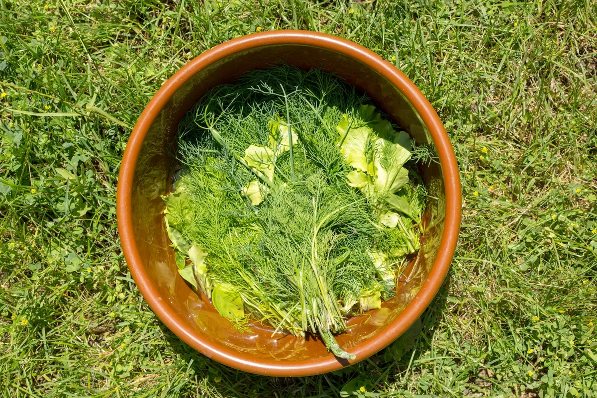 Salat wird geerntet – Messer schneidet Kopf