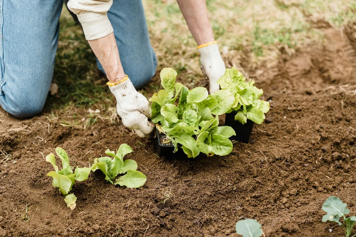 Salatsetzlinge werden ins Beet gepflanzt