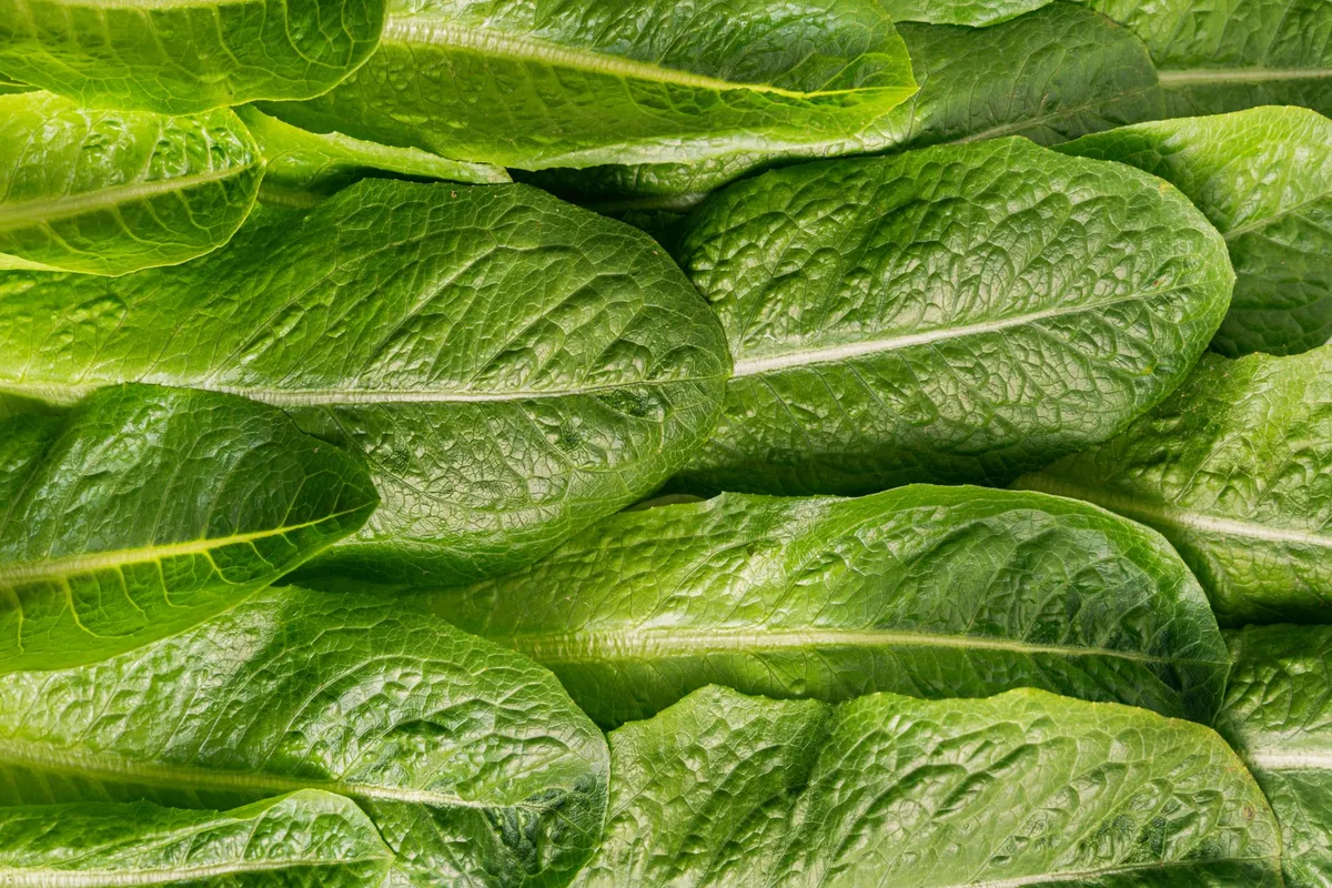 Salatpflanzen mit Schattier-Vlies in einem Sommerbeet