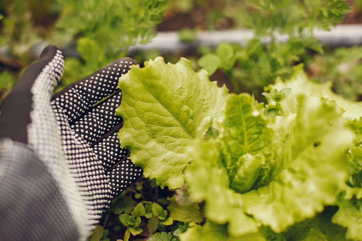 Gesunder Salat im Garten, teilweise beschattet, um Schossen zu verhindern.