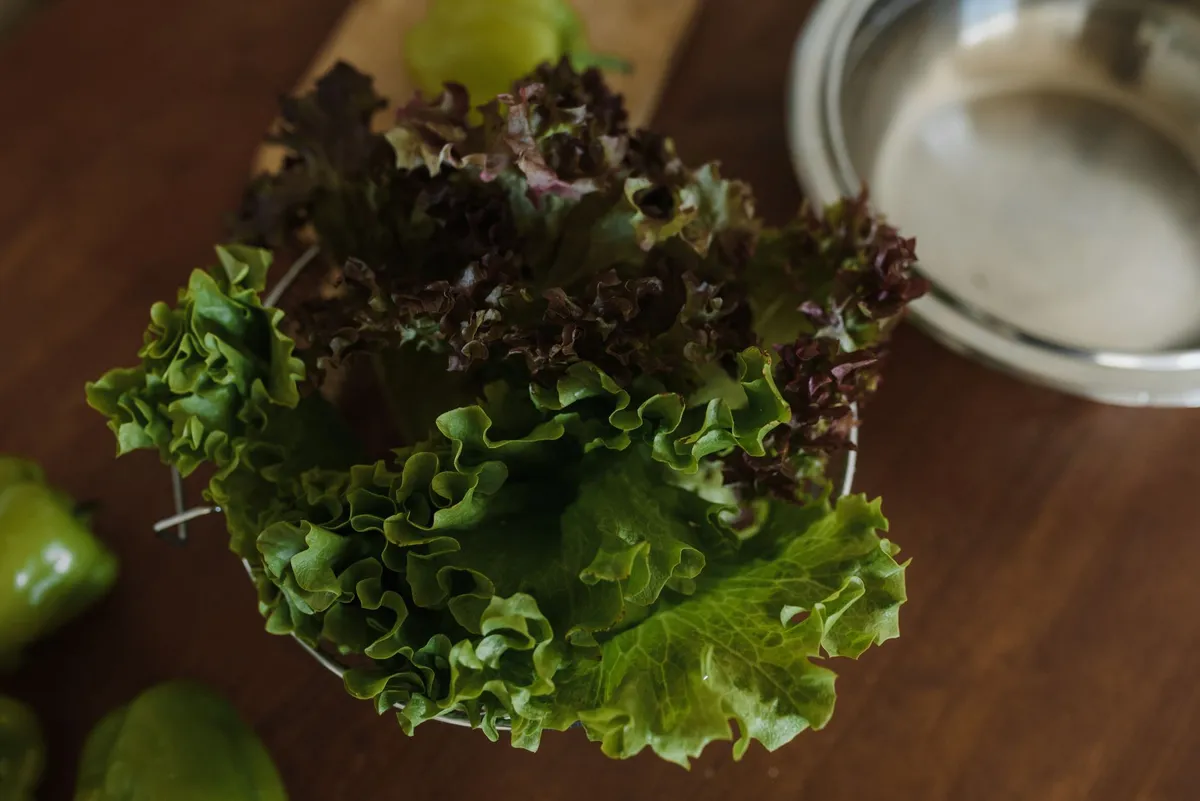 Verschiedene geerntete Salatsorten nebeneinander, bereit zum Vergleich und Verzehr.