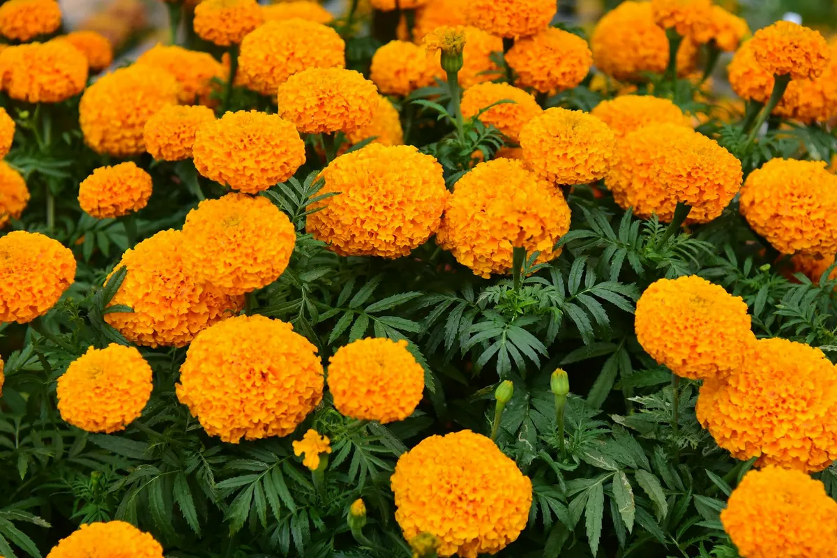 Tagetes als Begleitpflanze zwischen Tomaten