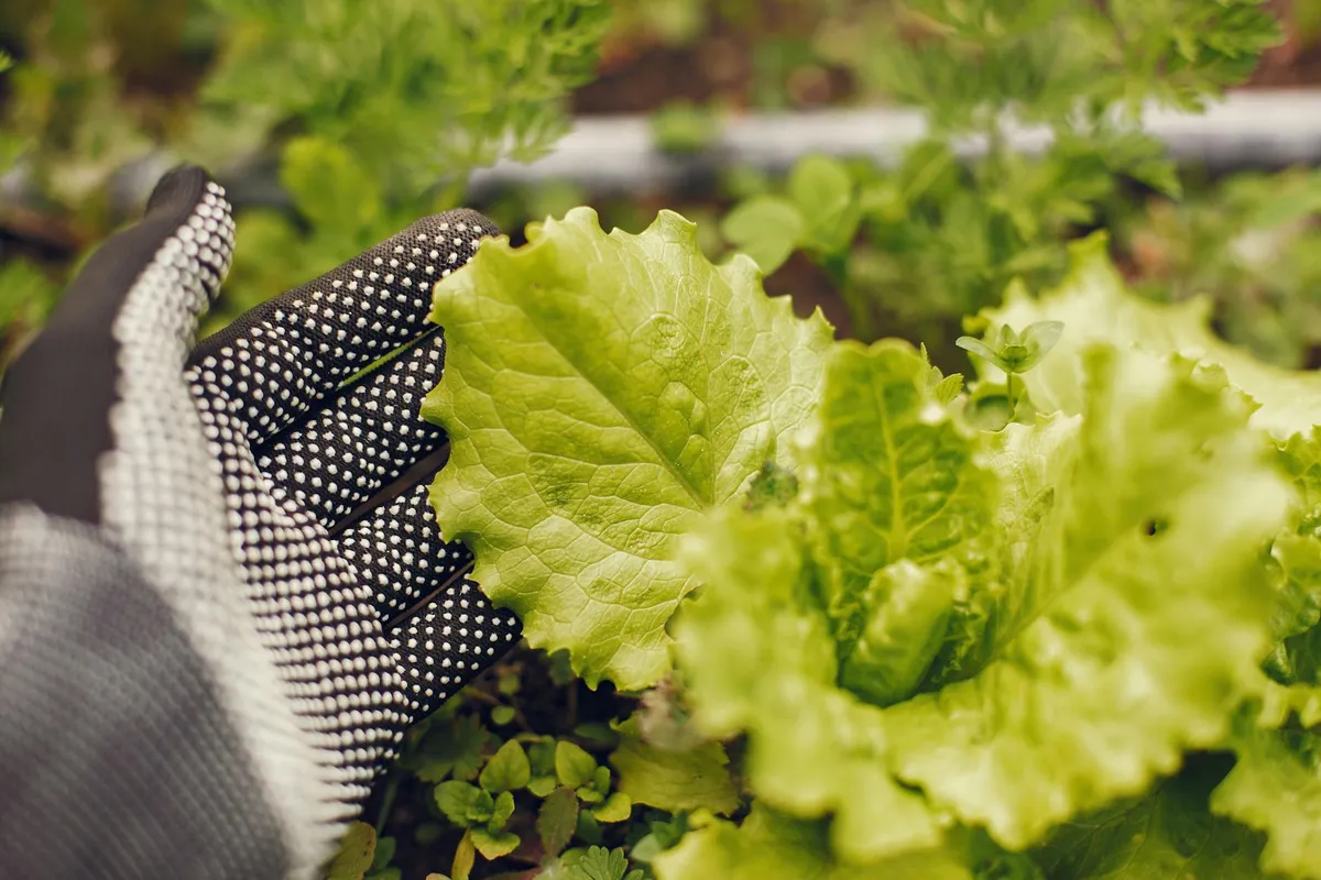 Schattige Gartenecke mit Kräutern und Salat