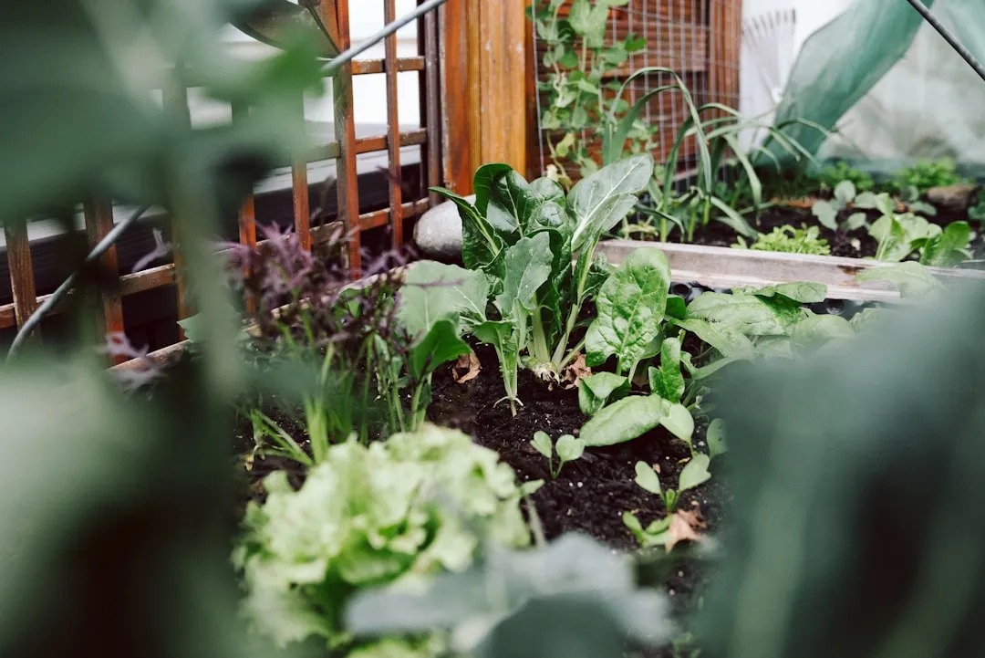 Herbstaussaat von Spinat und Feldsalat im Beet