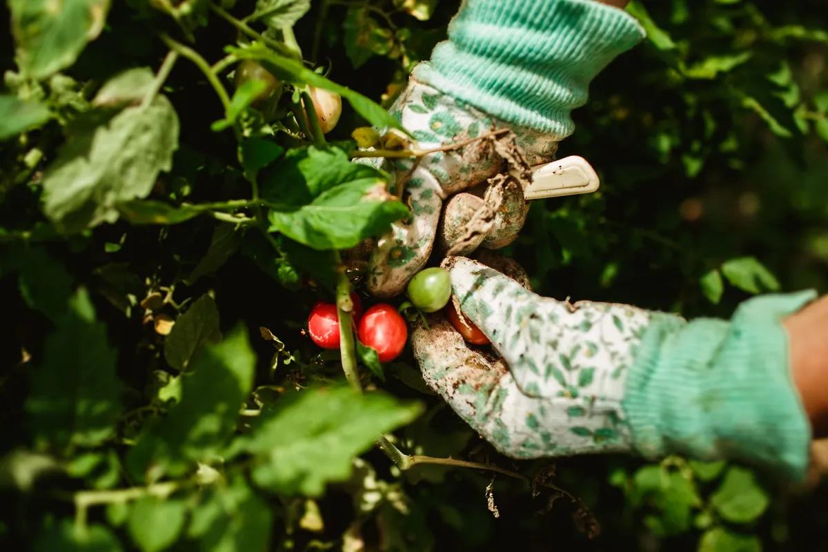Nahaufnahme: Hand erntet reife rote Tomate direkt vom Strauch im Garten.