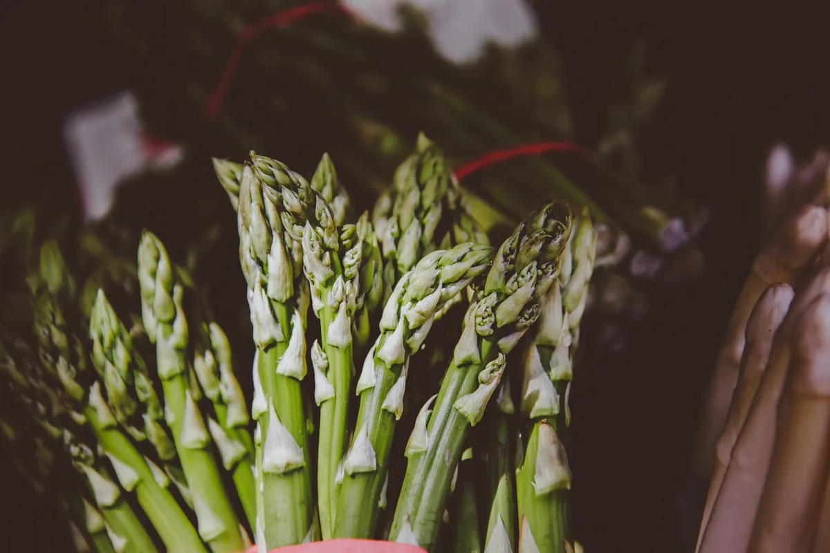 Weißer Spargel wird gestochen