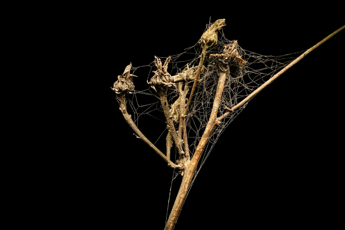 Spinnmilbenschäden: trockene, silbrig gesprengte Blätter
