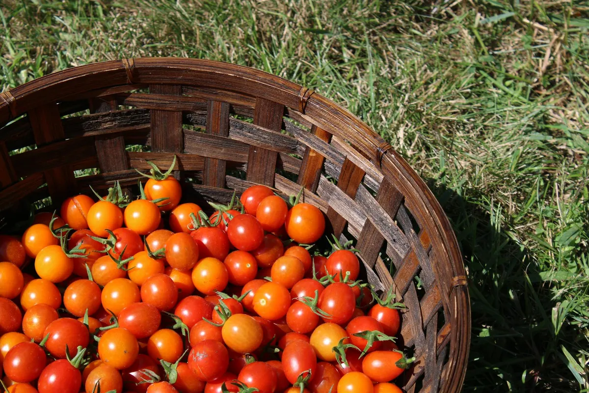 Reife rote Tomaten in einem Ernte-Korb, frisch vom Strauch gepflückt
