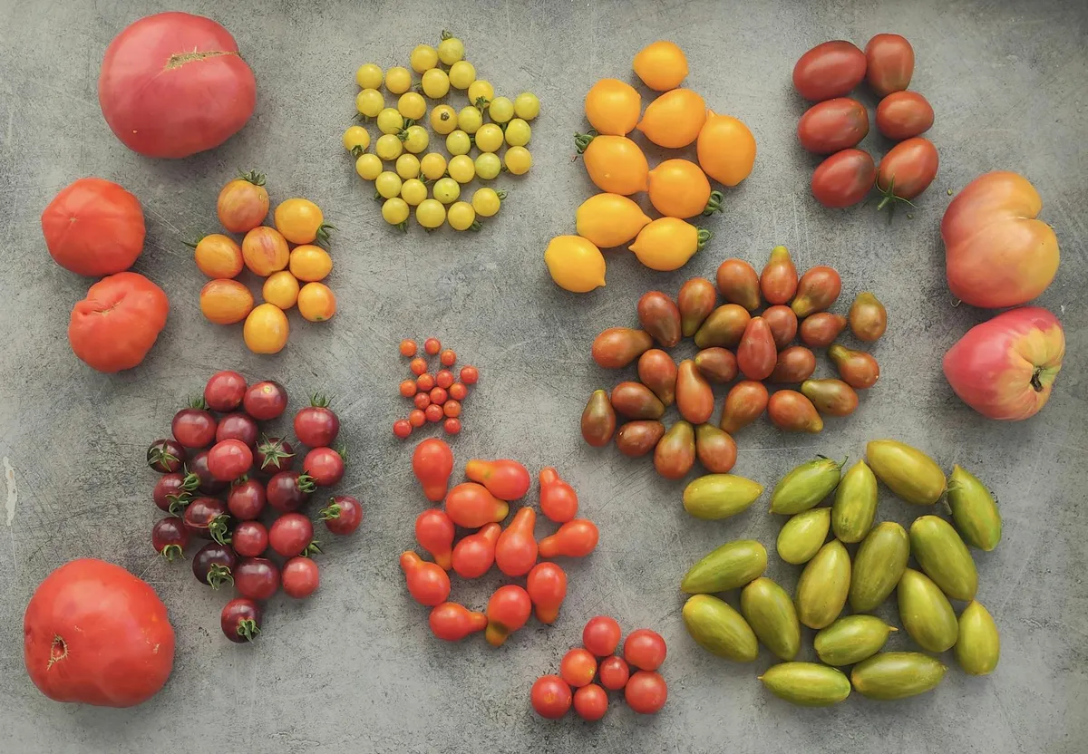 Verschiedene Tomatensorten nebeneinander: Kirsch-, Cocktail- und Fleischtomaten in verschiedenen Farben
