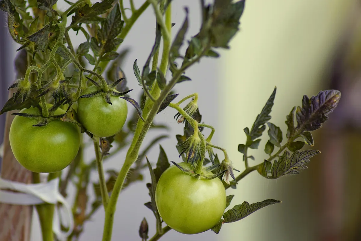 Nahaufnahme einer Blattachsel mit einem frischen Geiztrieb an einer Tomatenpflanze
