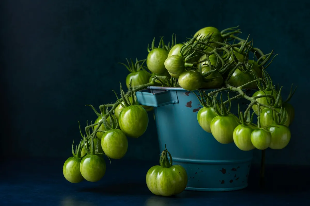Geiztrieb einer Tomatenpflanze wird entfernt
