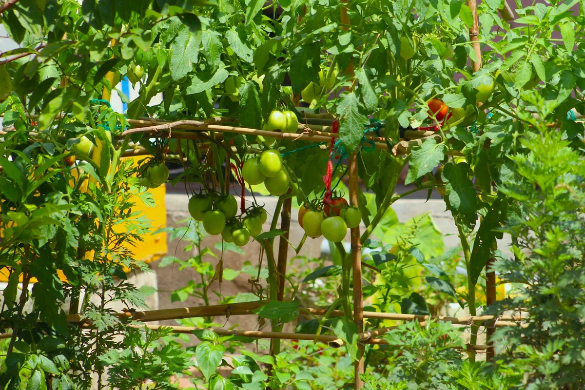 Tomatensetzling wird tief ins Pflanzloch eingesetzt
