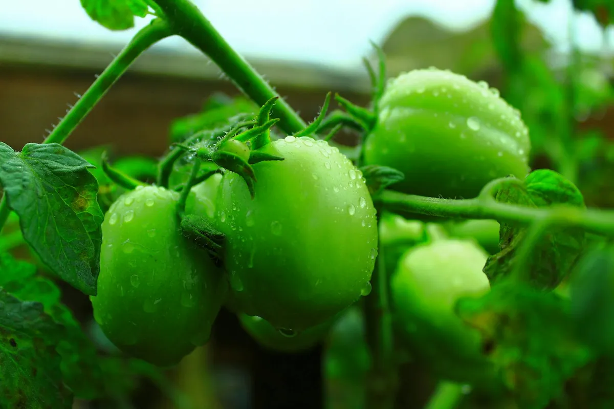 Gut ernährte Tomatenpflanze mit üppig Früchten