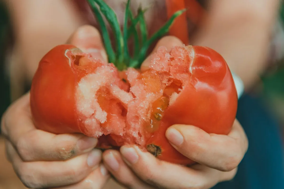 Tomate mit typischen Wachstumsproblemen