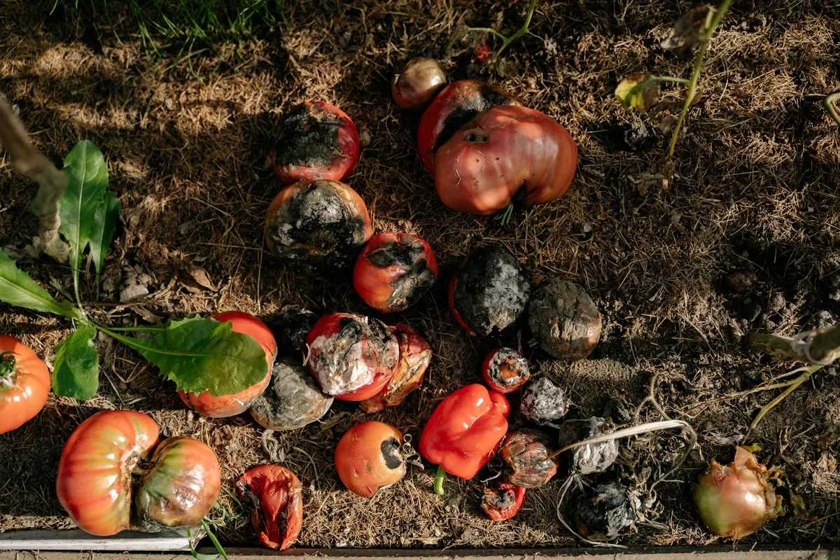 Blütenendfäule an Tomate – braune Stelle an Spitze
