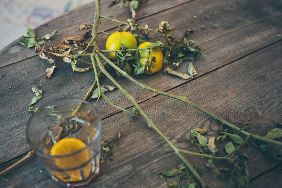 Gesunde Tomatenpflanzen im Vergleich zu kranken