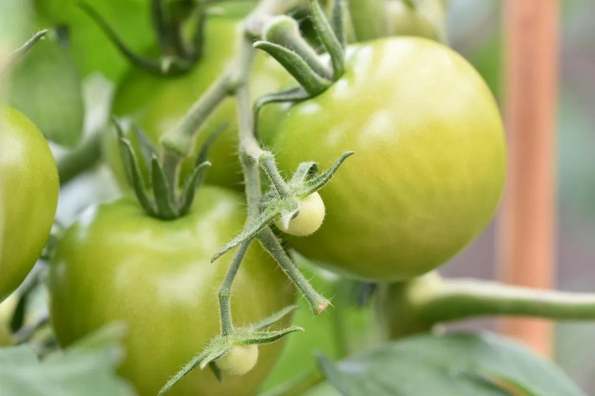 Krautfäule-resistente Tomatensorte im Vergleich