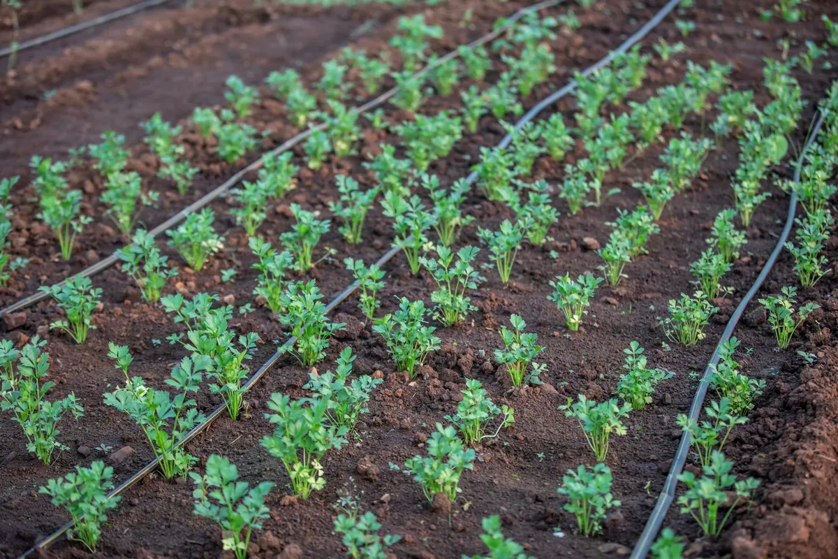 Tomaten werden an der Basis bewässert