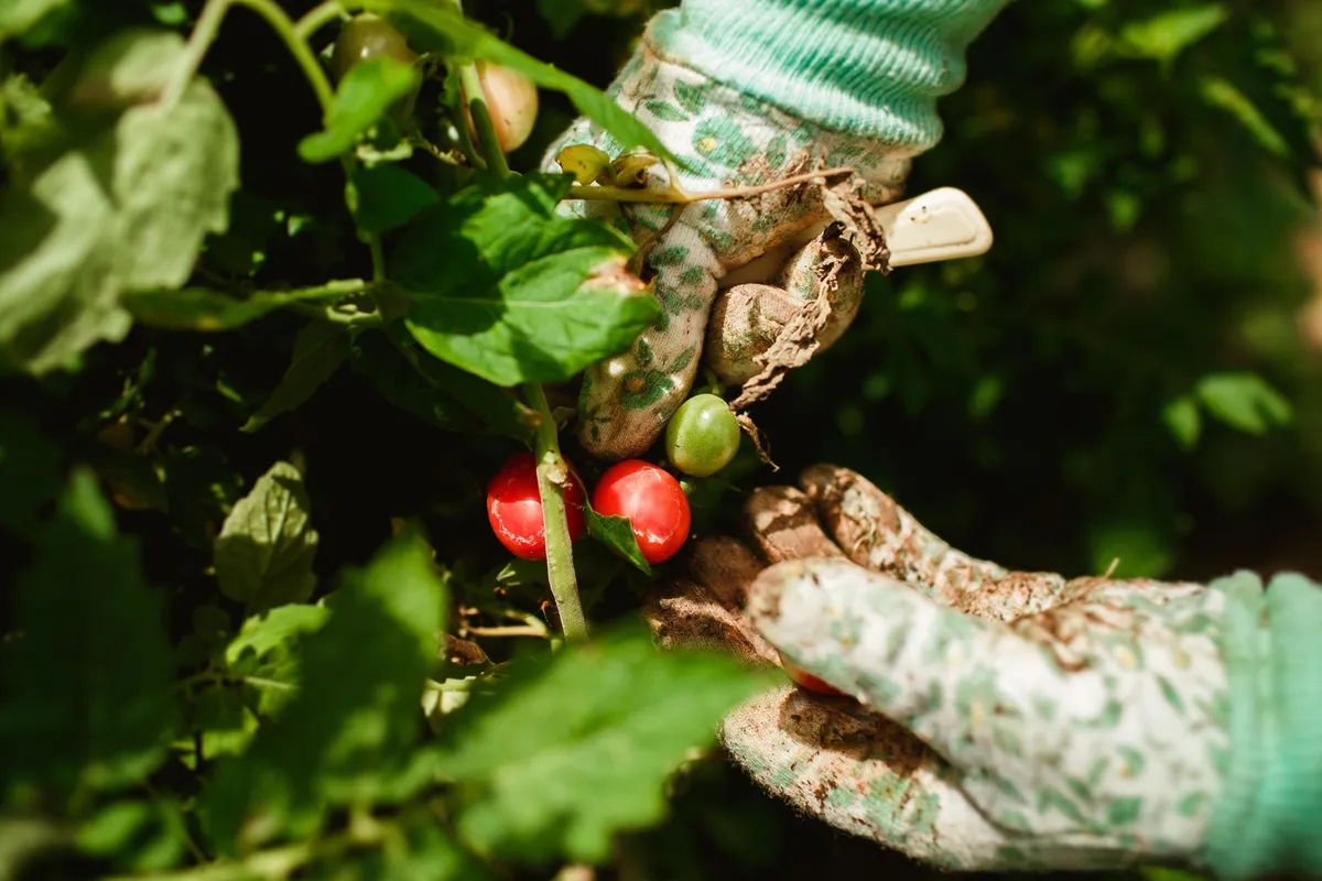Reife rote Tomaten an der Pflanze im herbstlichen Garten, bereit zur Ernte.