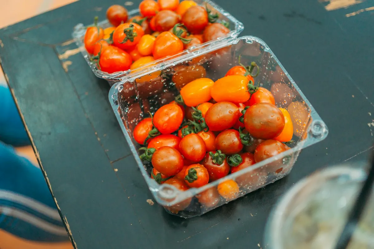 Reife Tomaten werden vom Balkonkübel geerntet