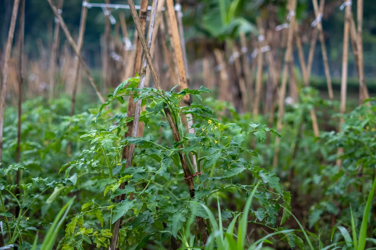 Gesunde junge Tomatenpflanze an einem stabilen Pflanzstab im Garten.