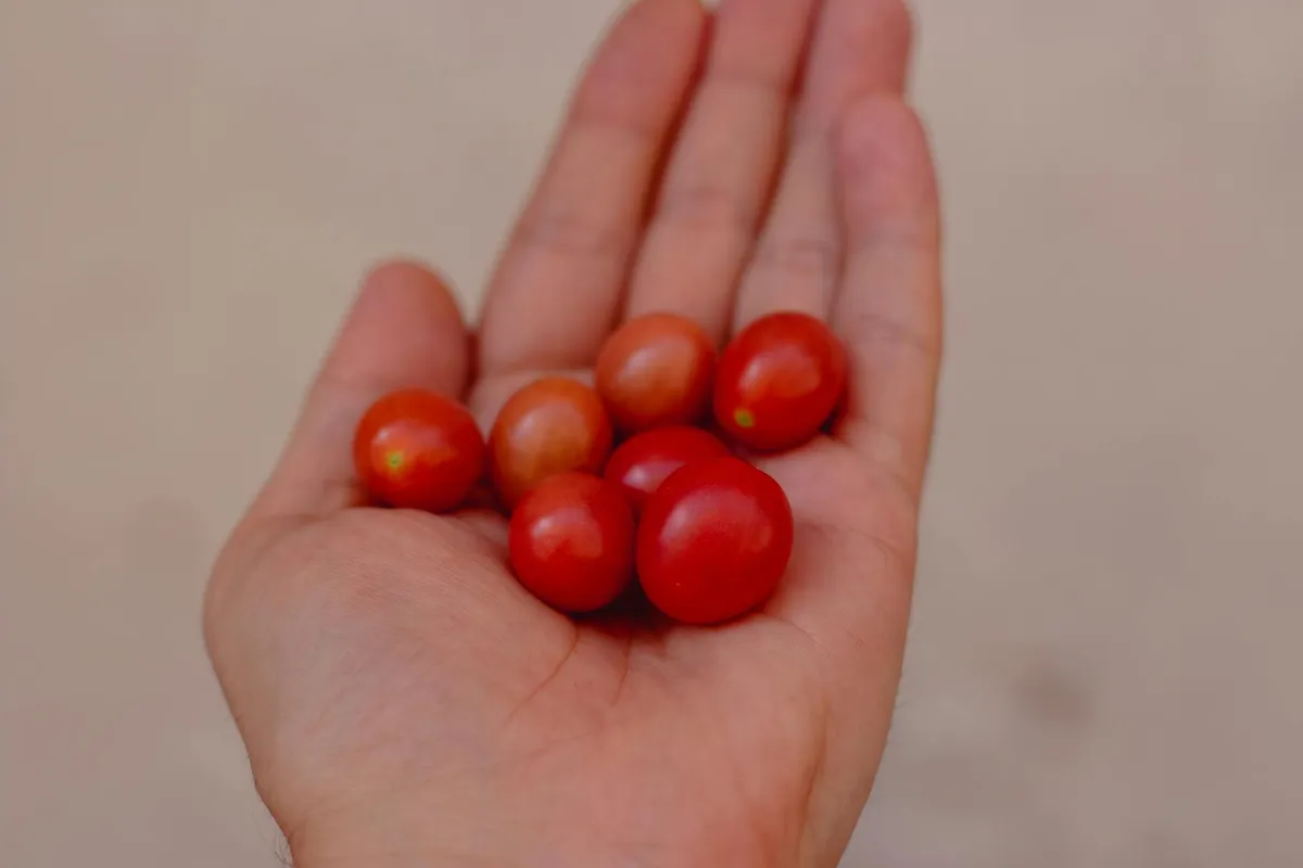 Tomaten sorten uebersicht typen
