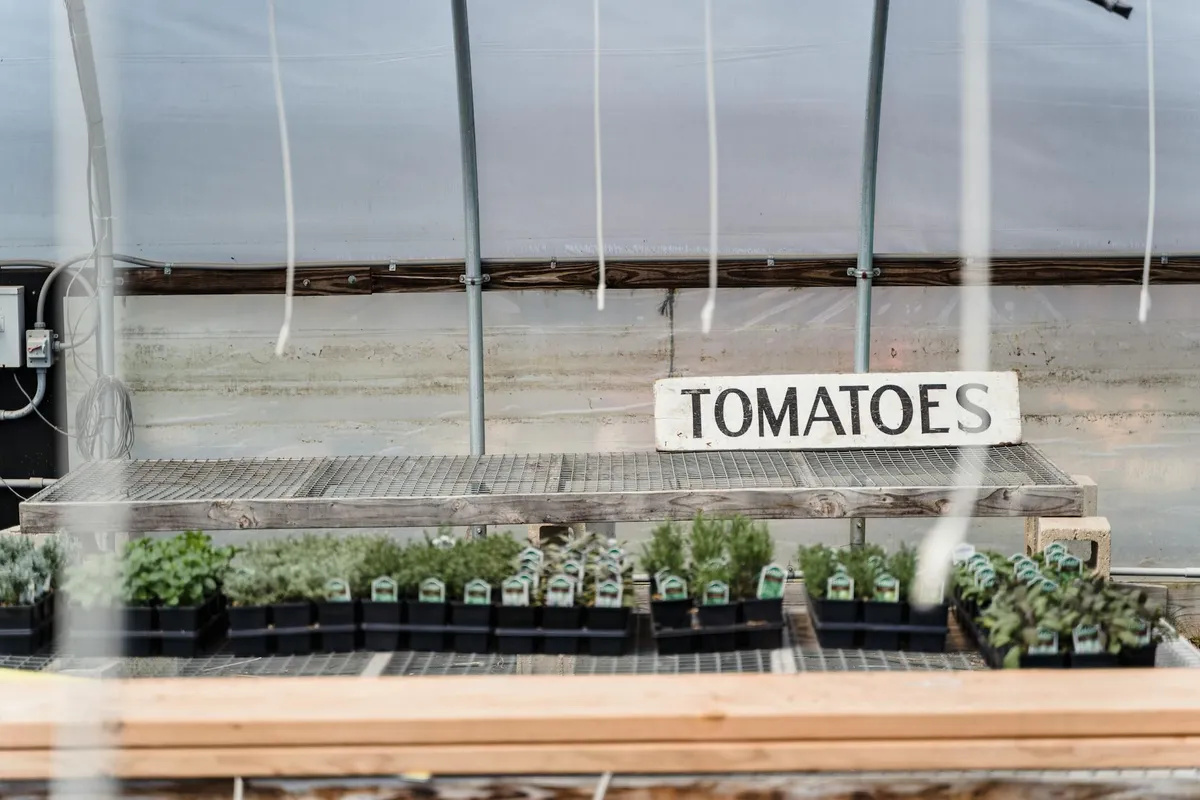 Tomatensämlinge auf der Fensterbank im März