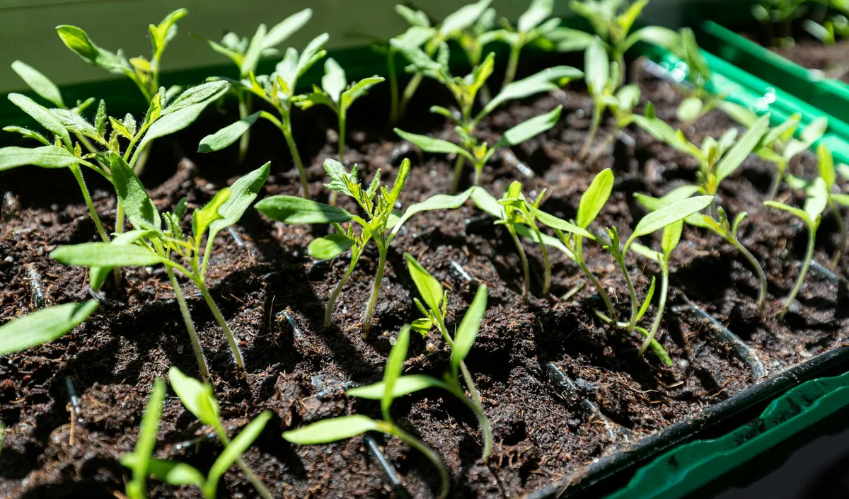 Tomatensamen werden in Anzuchterde gesät