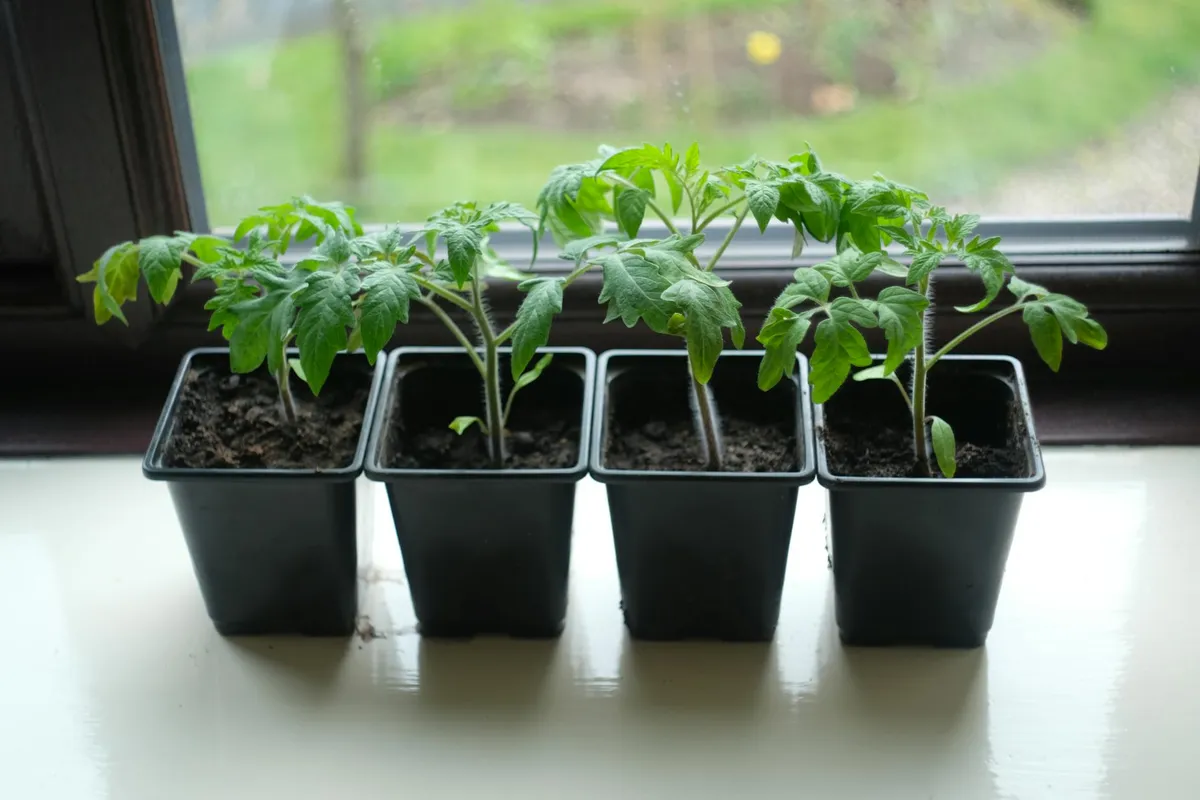 Tomatensämlinge unter Pflanzenlampe wachsen kräftig