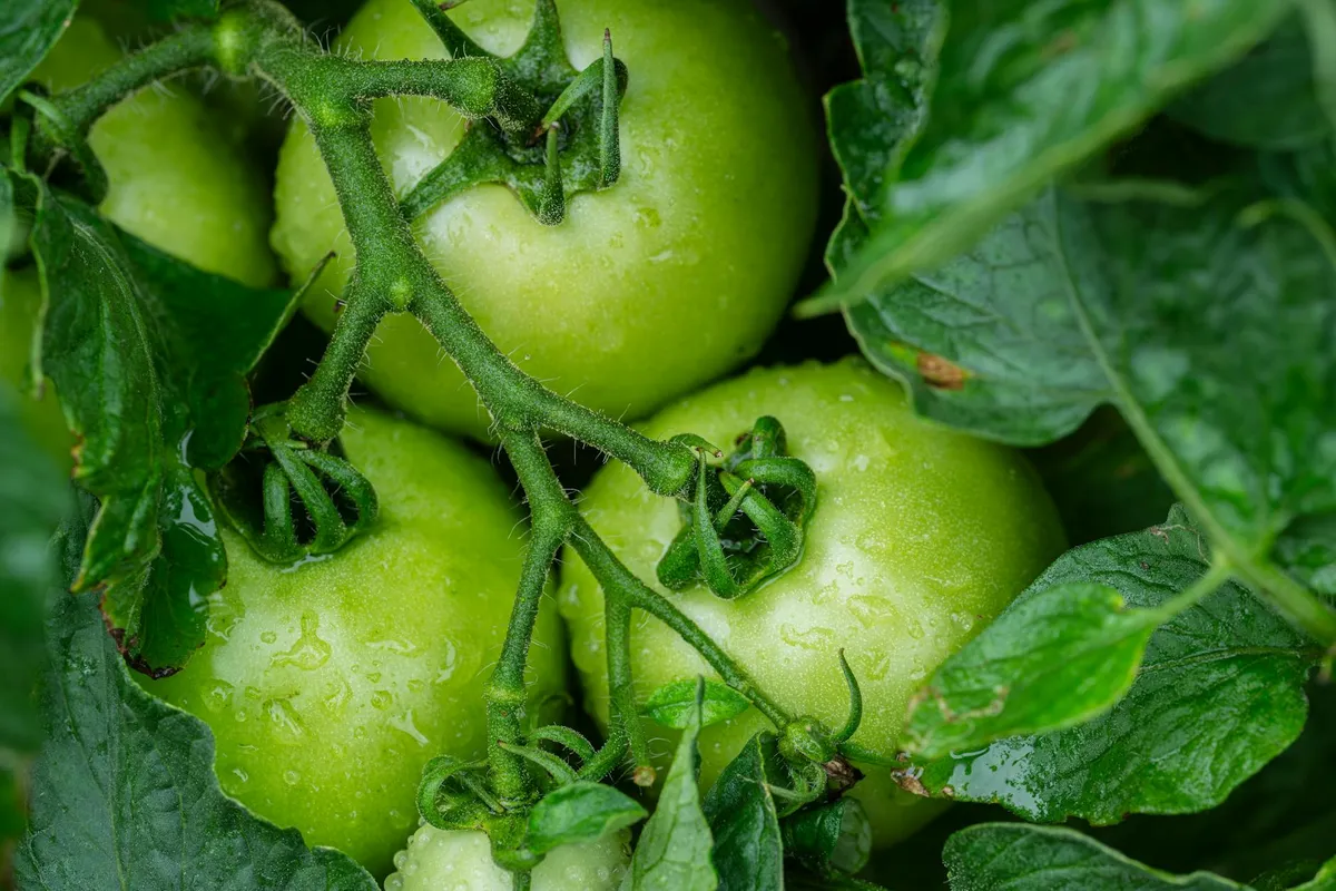 Tomatenpflanze wird mit Kupfermittel behandelt