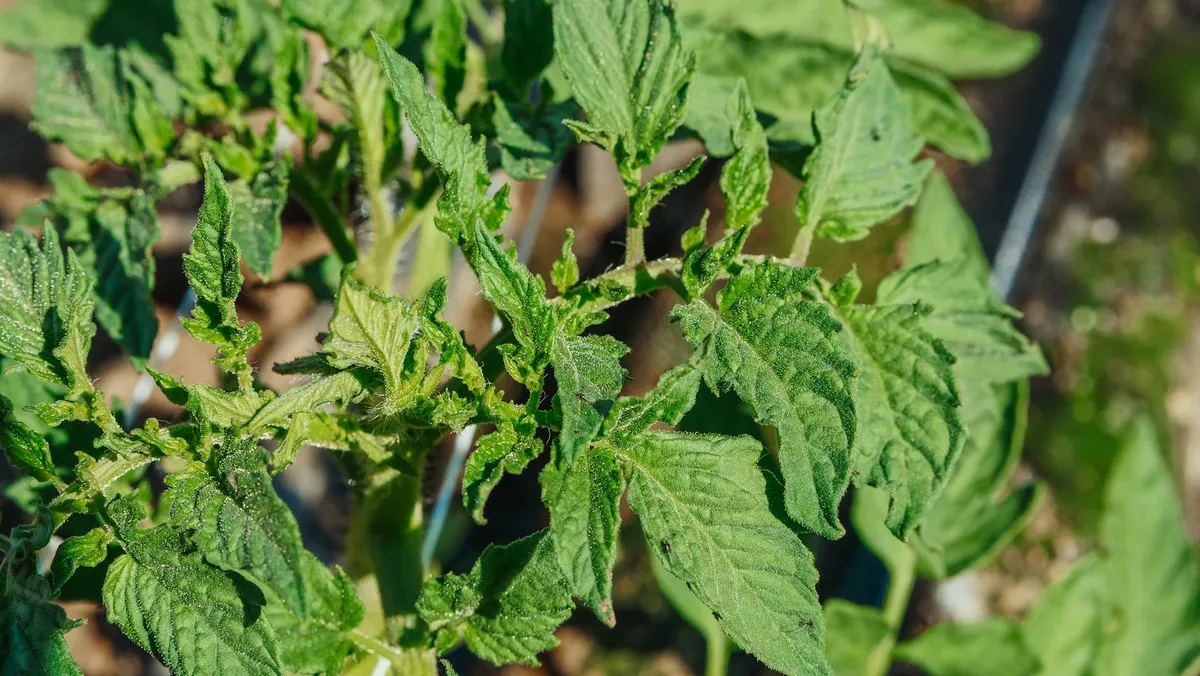 Tomatenmosaik-Virus auf Blättern