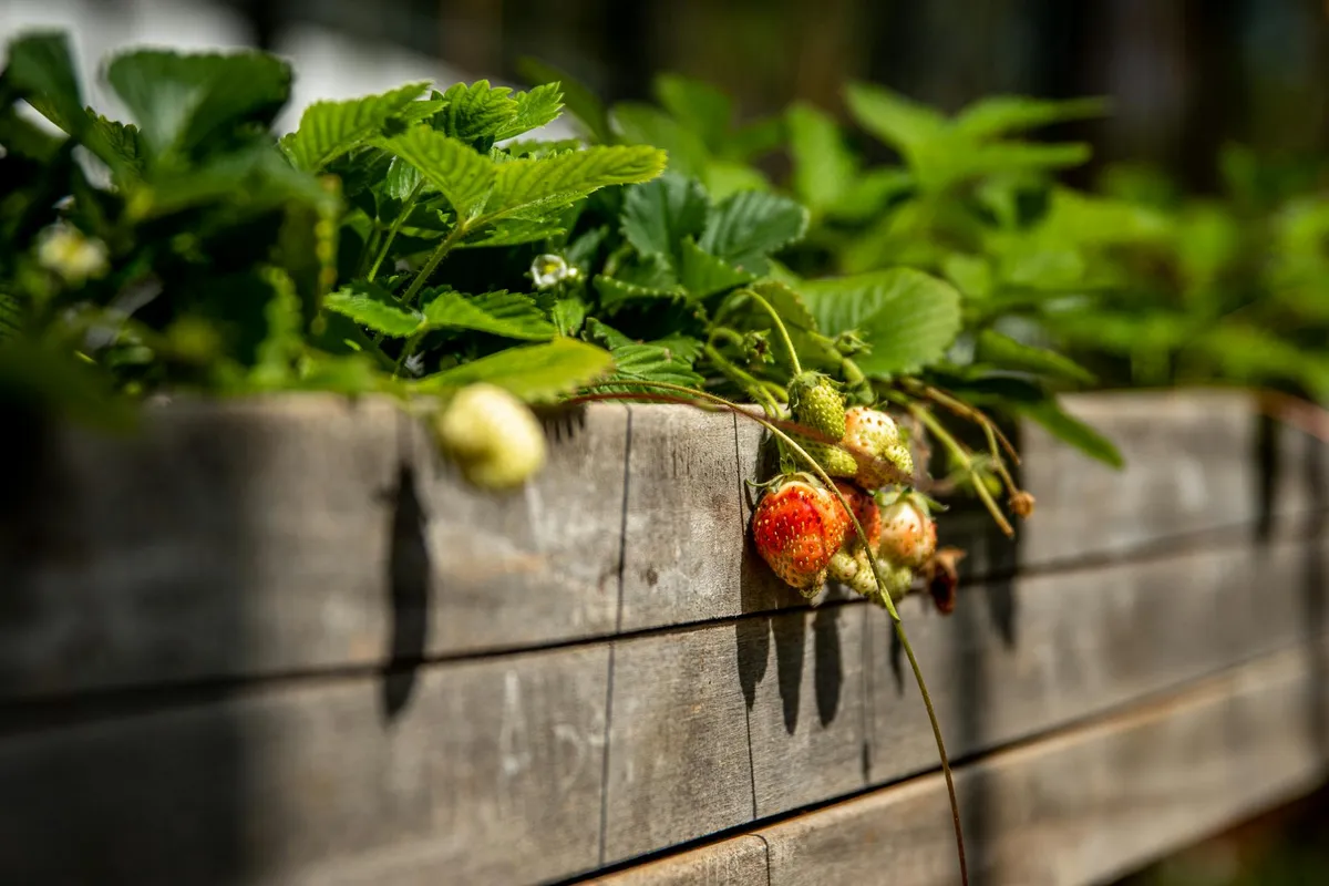 Vertikaler Garten auf dem Balkon mit Erdbeeren