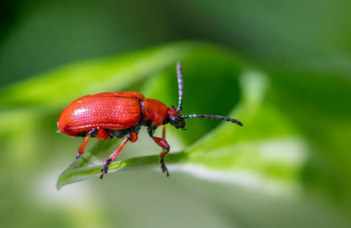 Nahaufnahme eines Gartenblatts mit kleinen Insekten auf der Unterseite
