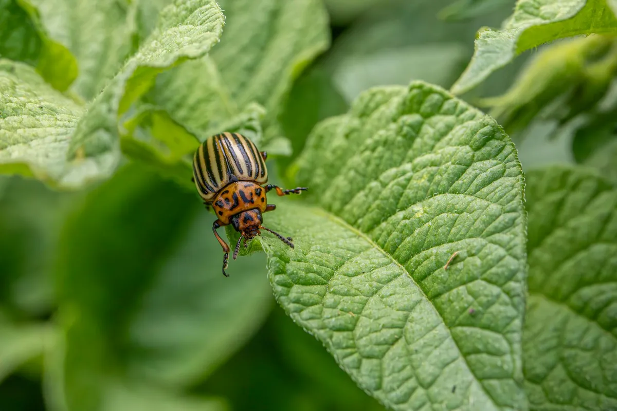 Pflanzen werden mit Neem-Lösung behandelt