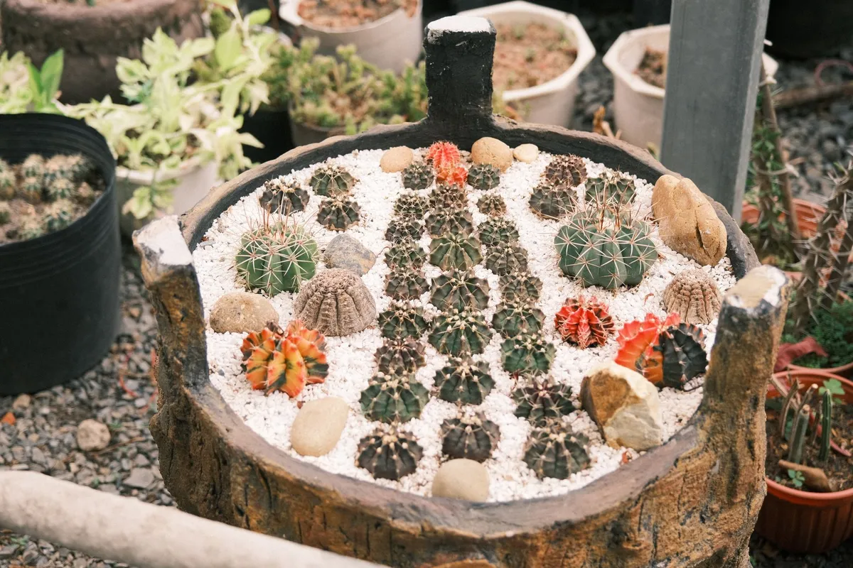 Ein alter Baumstumpf im Garten, der mit verschiedenen bunten Sukkulenten bepflanzt ist.