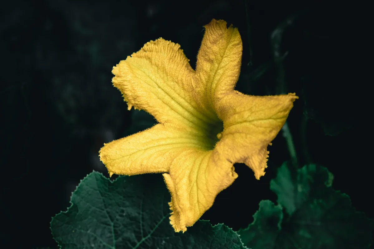 Gelbe Zucchiniblüte an der Pflanze