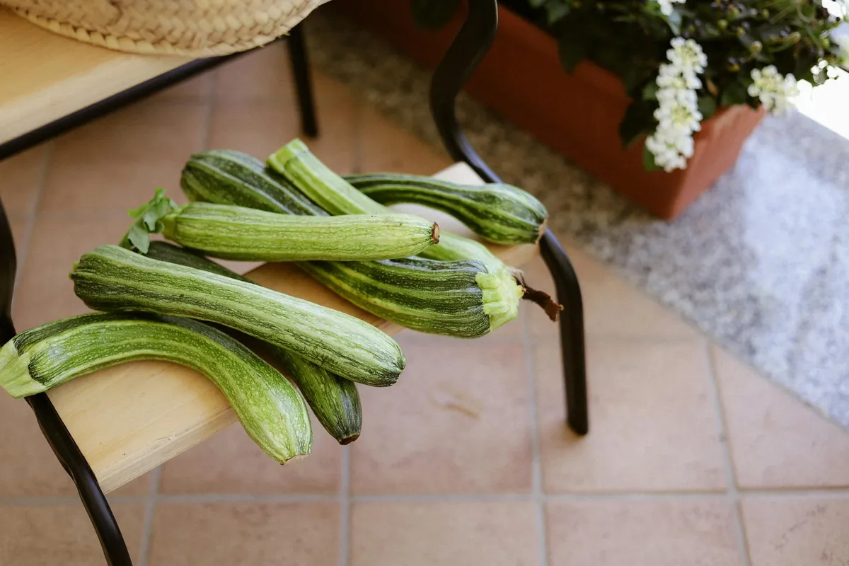 Kompakte Zucchini-Sorte für den Topf
