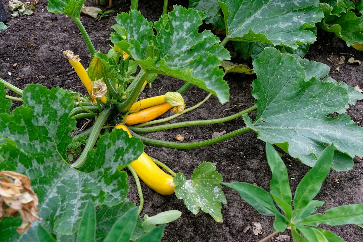 Gesunde Zucchini nach Behandlung und Pflege