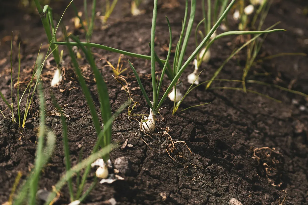 Zwiebeln werden ins Beet gesteckt