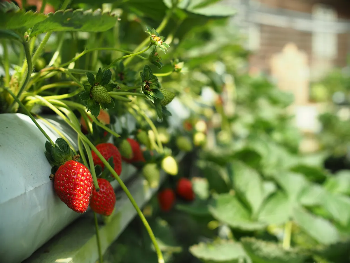 Erdbeerpflanze in Terrakotta-Topf auf sonniger Terrasse mit roten Früchten