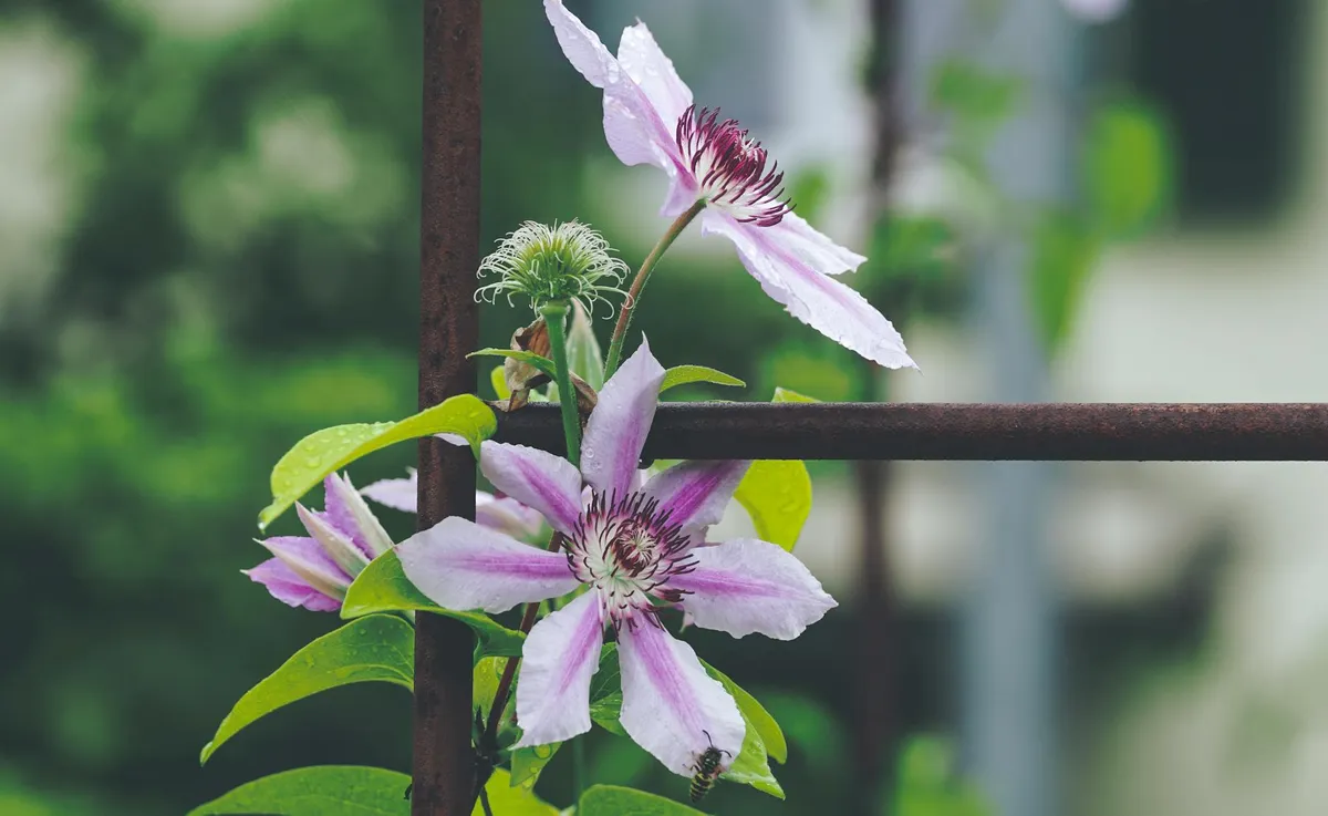 Gurkenpflanze an Rankgitter mit Blüten und kleinen Gurken
