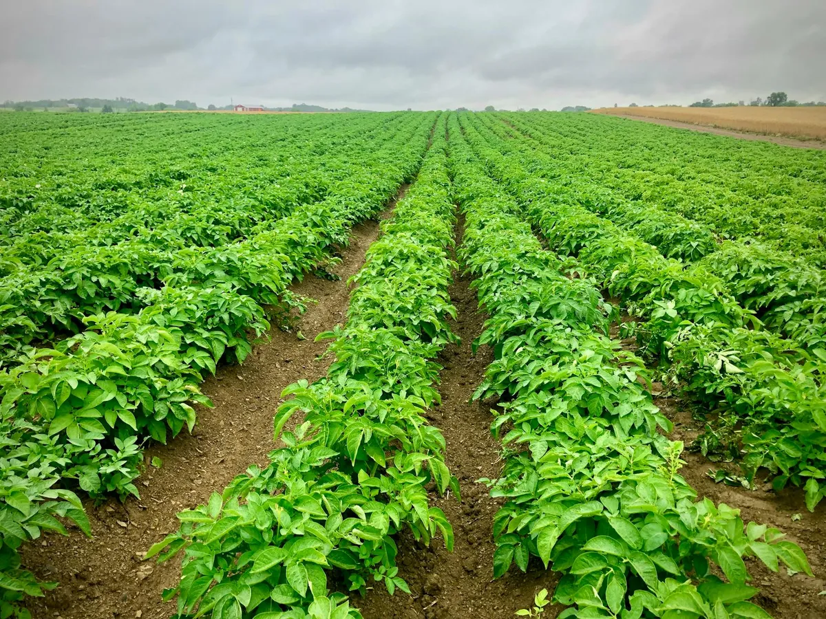 Kartoffelpflanze mit weißen Blüten im Beet